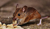 24 Hour & Emergency Exterminators in Clayton, NC